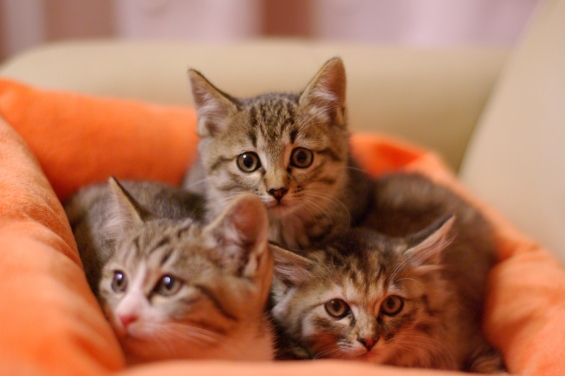Cat pictures｜３兄弟