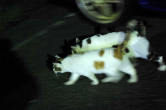 Cat pictures｜撮らないで～！