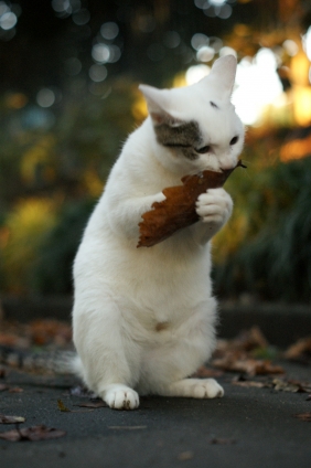 Cat pictures｜なんか匂う？？？