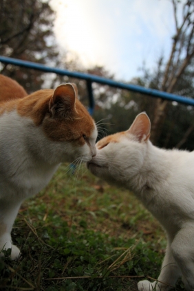 Cat pictures｜ごあいさつ。