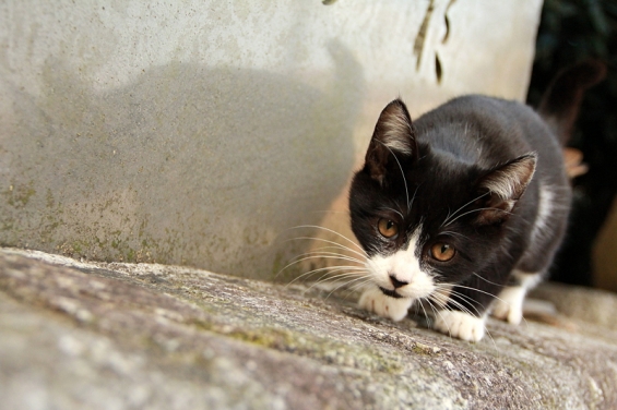 Cat pictures｜神社子猫