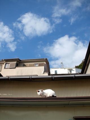 Cat pictures｜快晴