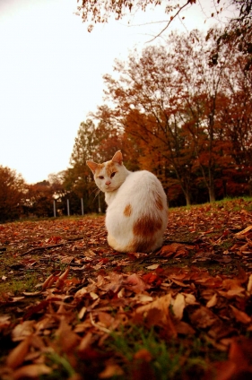 Cat pictures｜秋にゃん