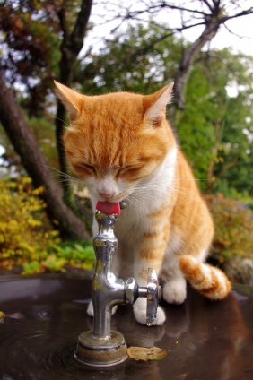 Cat pictures｜うみゃい！うみゃい！
