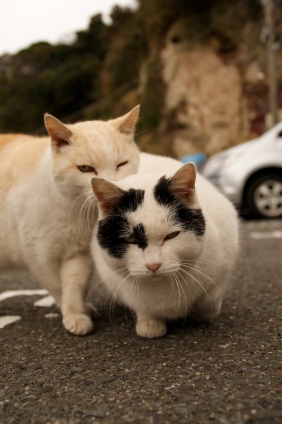 Cat pictures｜悪友