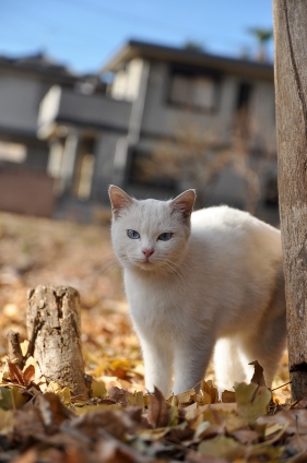 Cat pictures｜blue  eyes