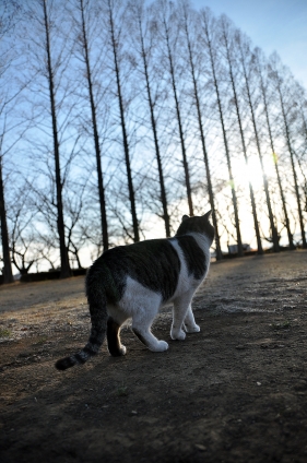 Cat pictures｜生きる