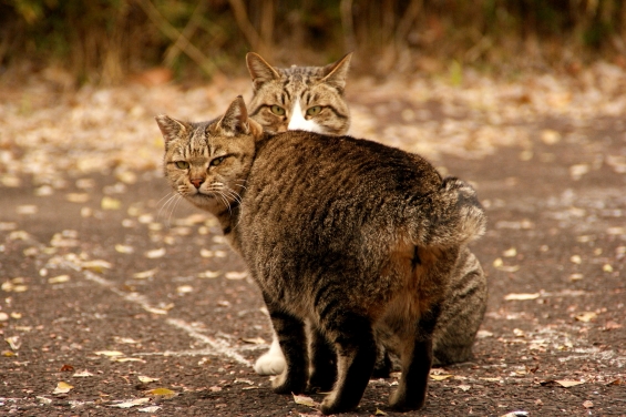 Cat pictures｜怪しいヤツ・・・・・