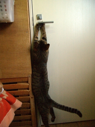 Cat pictures｜も、もうちょっとで・・・・・