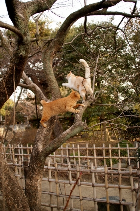 Cat pictures｜空中戦