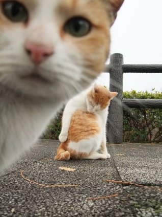 Cat pictures｜あたいも撮って～