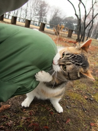 Cat pictures｜がぶがぶ・・・・・
