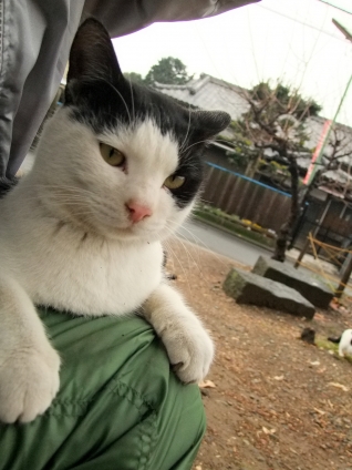 Cat pictures｜甘えん坊