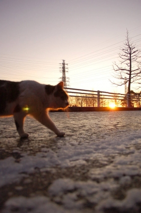 Cat pictures｜生きる
