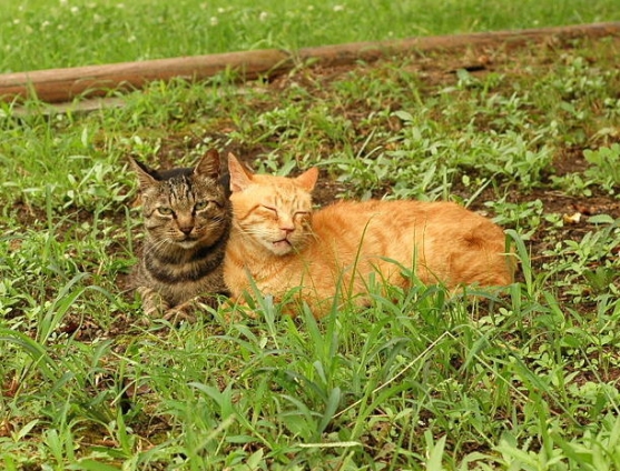 Cat pictures｜らぶらぶ❤