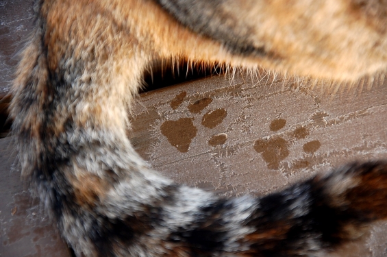 Cat pictures｜足跡