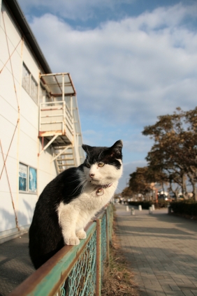 Cat pictures｜よっこらしょ
