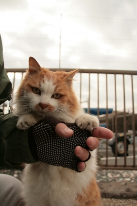 Cat pictures｜あそんでにゃ～