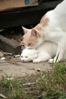 Cat pictures｜むぎゅ～