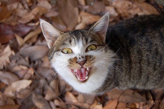 Cat pictures｜にゃ～