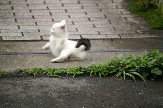 Cat pictures｜ちょっとこけた。