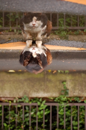 Cat pictures｜水鏡