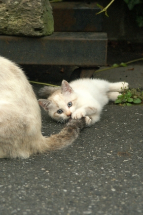 Cat pictures｜ママといっしょ
