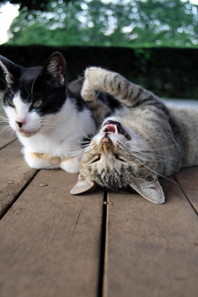 Cat pictures｜にゃははは～