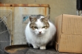 居酒屋にゃんこ