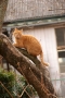 木登りにゃんこ