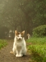 猫の森