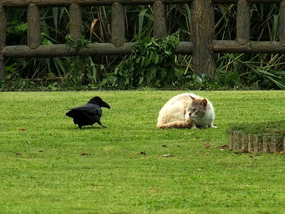 Cat pictures｜攻防
