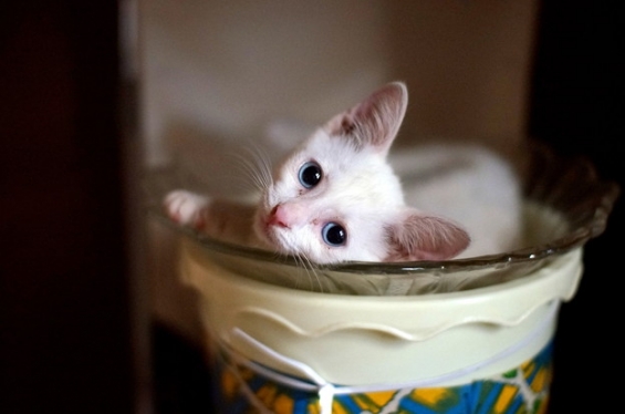Cat pictures｜お気に入りの場所