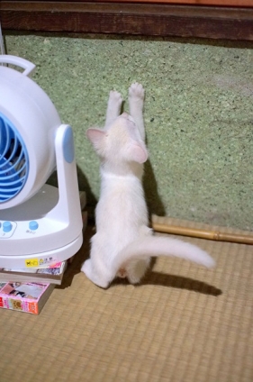 Cat pictures｜７日目