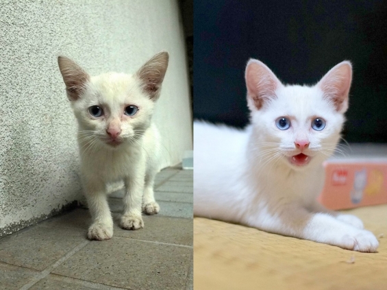 Cat pictures｜一週間経ちました。