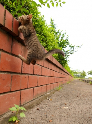 Cat pictures｜じゃんぷっ！