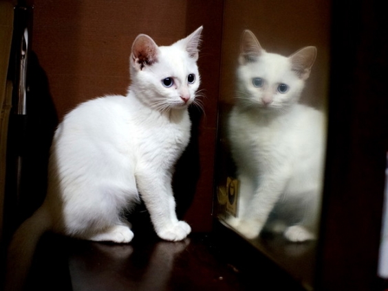 Cat pictures｜11日目