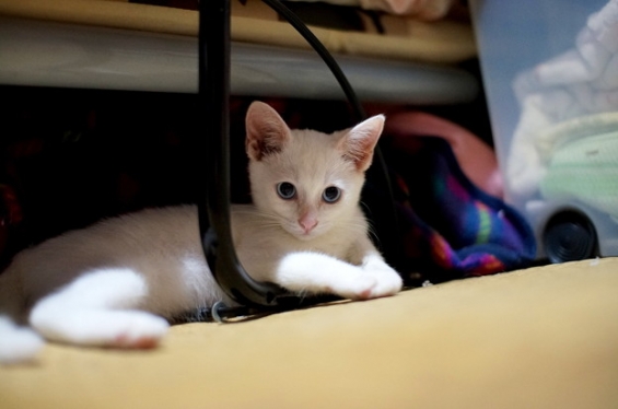 Cat pictures｜12日目