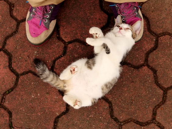 Cat pictures｜ごろんごろん