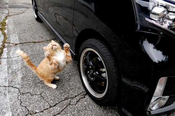 Cat pictures｜ガッツポーズ！