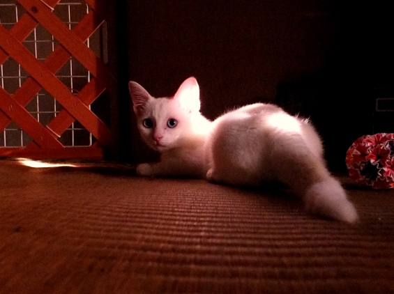 Cat pictures｜18日目