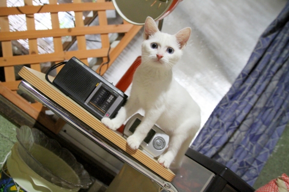 Cat pictures｜19日目
