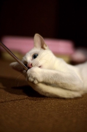 Cat pictures｜25日目