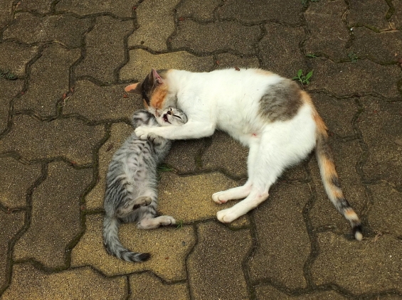 Cat pictures｜親子