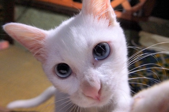 Cat pictures｜27日目