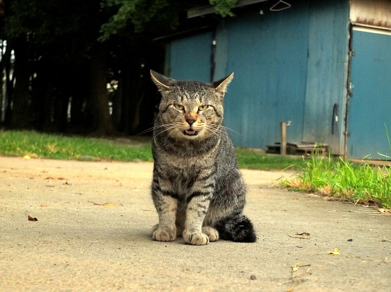Cat pictures｜な～お。