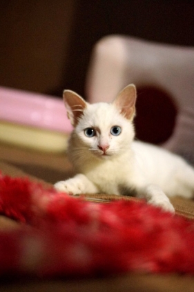 Cat pictures｜28日目