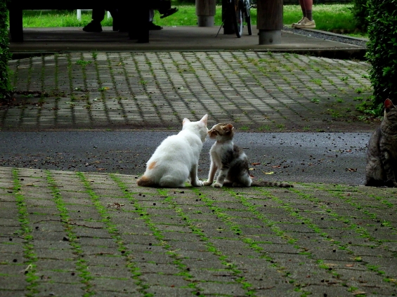 Cat pictures｜あのね・・・・・