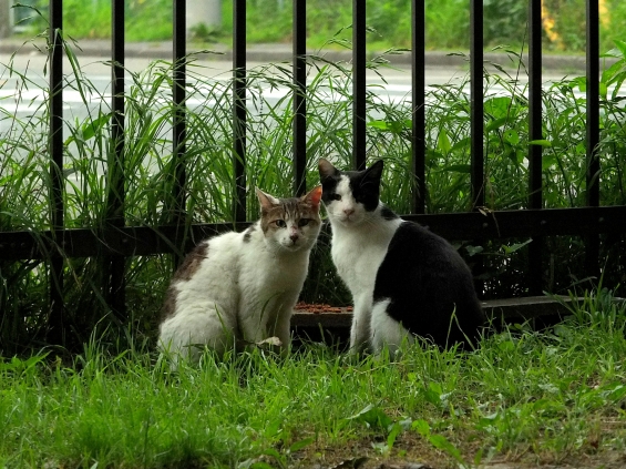 Cat pictures｜一緒に暮らす
