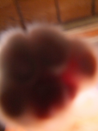 Cat pictures｜撮らにゃいで！2